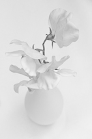 still life collection